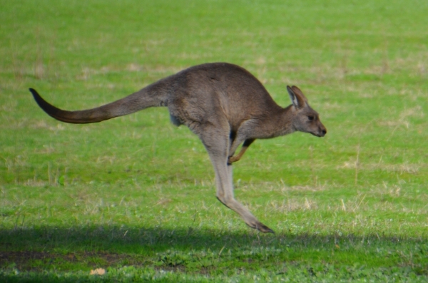 Zdjecie - Australia - Halls Gap - Z kamerą wśród zwierząt :)
