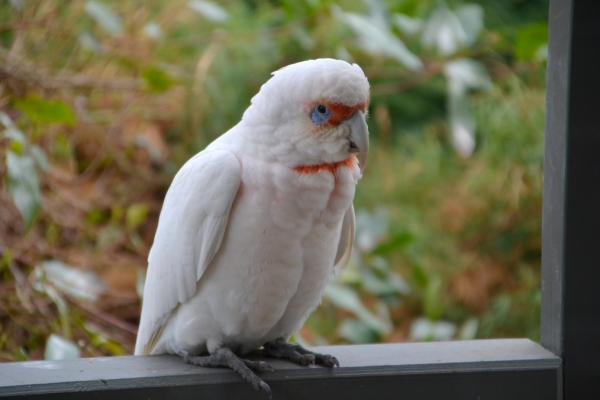 Zdjęcie z Australii - Przeglad gosci: kakadu cienkodzioba