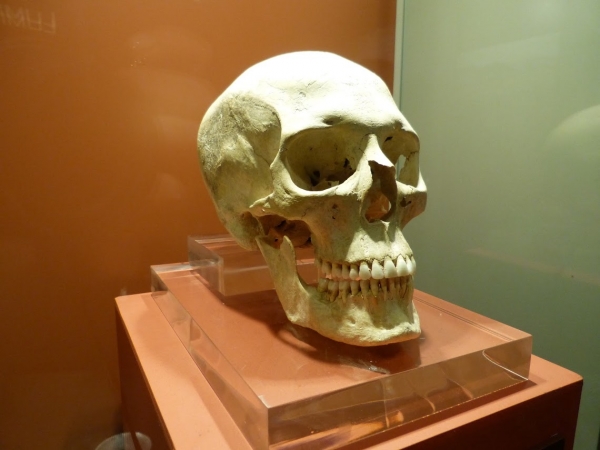 Zdjęcie z Malty - wspaniale zachowana czaszka kobiety z Ġgantija