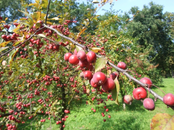 Zdjęcie z Polski - rajskie jabłuszka