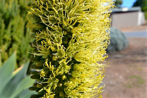 Zdjęcie z Australii - Detale kwiatu agawy