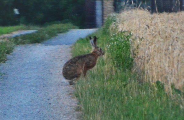 Zdjęcie z Polski - Zajac przy drodze na nasze kwatery