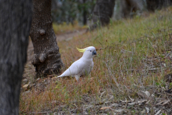 Zdjęcie z Australii - Spotkanie na szlaku - kakadu żółtoczuba