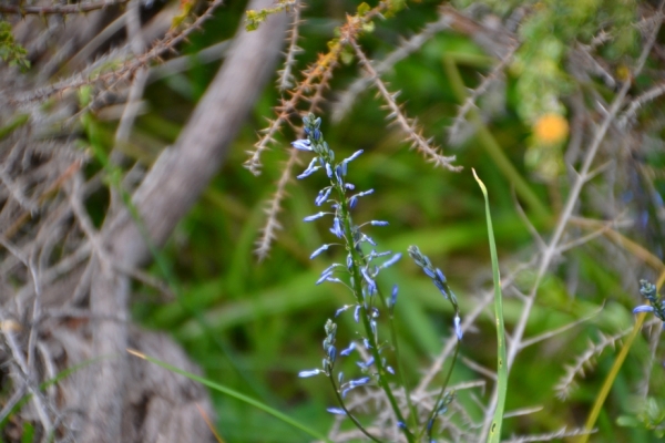 Zdjęcie z Australii - Delikatne niebieskie kwiatki