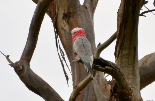 Zdjęcie z Australii - Kakadu różowa, wcale sie nie chowa :)