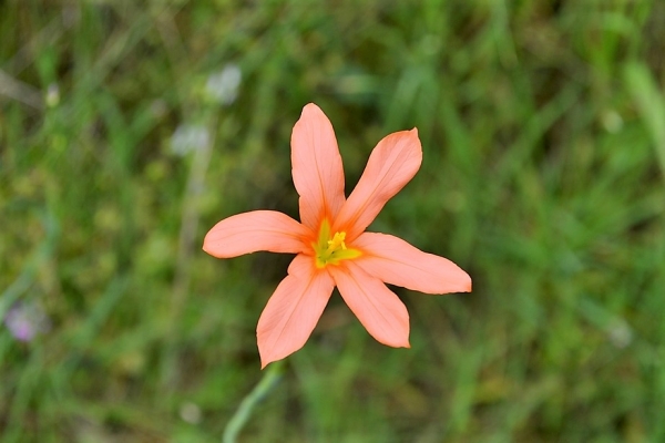 Zdjęcie z Australii - Buszowy kwiatek