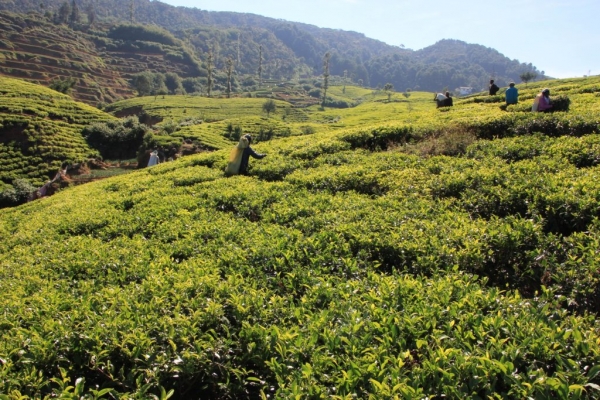 Zdjęcie ze Sri Lanki - herbata