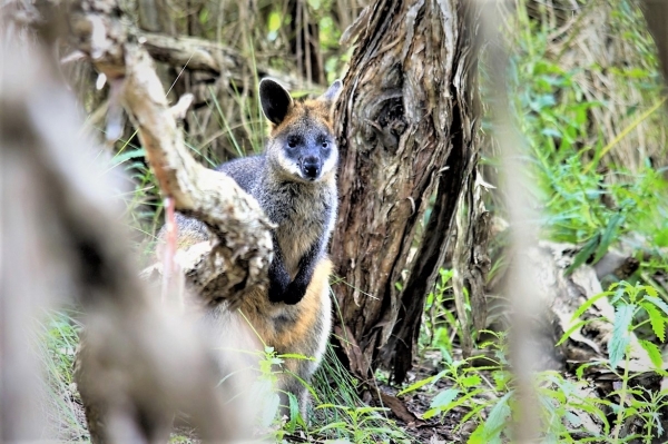 Zdjęcie z Australii - Wyzej zwykle kangury ustepuja miejsca walabiom - mniejszym kangurom gorskim