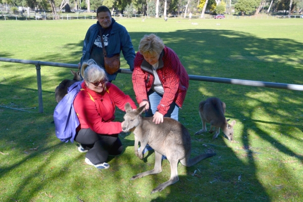 Zdjęcie z Australii - Sesja z dzikimi kangurami przy stadionie w Halls Gap
