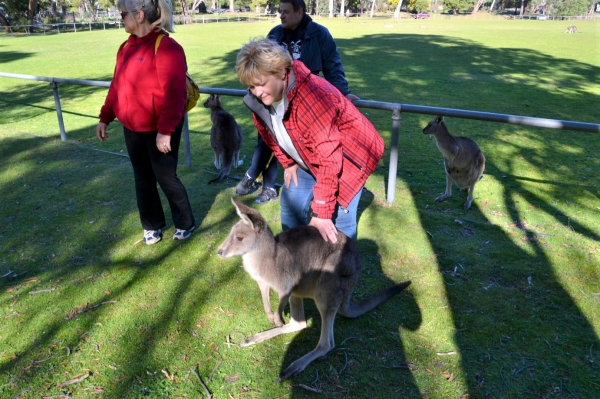 Zdjęcie z Australii - Sesja z dzikimi kangurami przy stadionie w Halls Gap