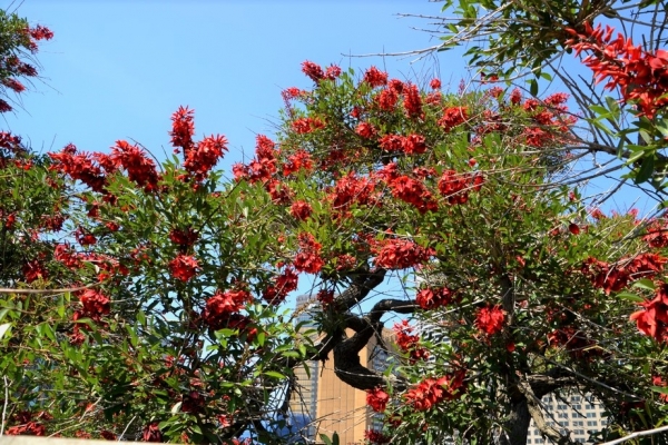 Zdjęcie z Australii - I wracamy do pieknie kwitnacego drzewa podgladac papugi :)