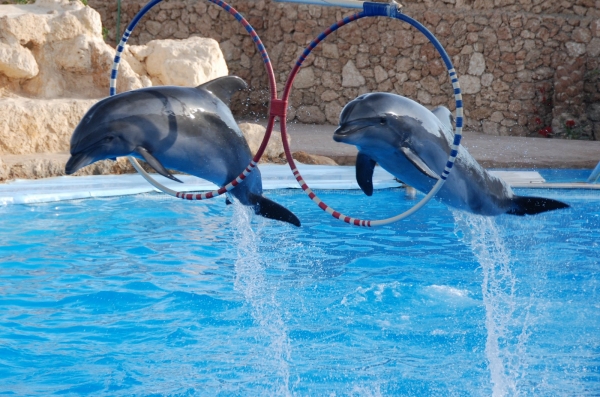 Zdjęcie z Egiptu - delfinki 