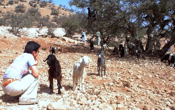 Zdjęcie z Maroka - zwinne kozy marokańskie