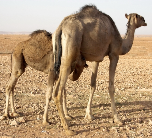 Zdjęcie z Maroka - urocza  rodzinka pustynna