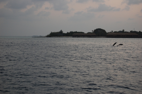 Zdjęcie z Malediw - Delfiny o zach. słońca
