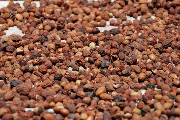 Zdjęcie z Maroka - nasiona arganowca
