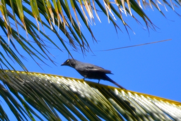 Zdjęcie z Nowej Kaledonii - Ten nas wital z wysokosci palmy :)