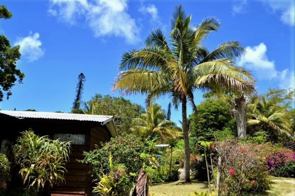 Zdjęcie z Nowej Kaledonii - Na wyspie Île des Pins