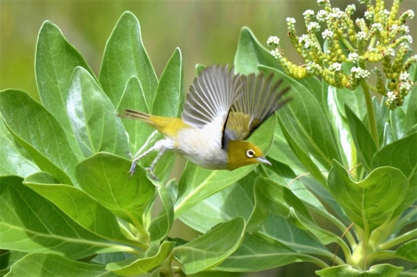 Zdjęcie z Nowej Kaledonii - Ten sam szlarnik żółtoczelny