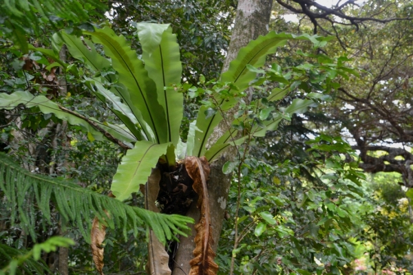 Zdjęcie z Nowej Kaledonii - Melanezyjska flora