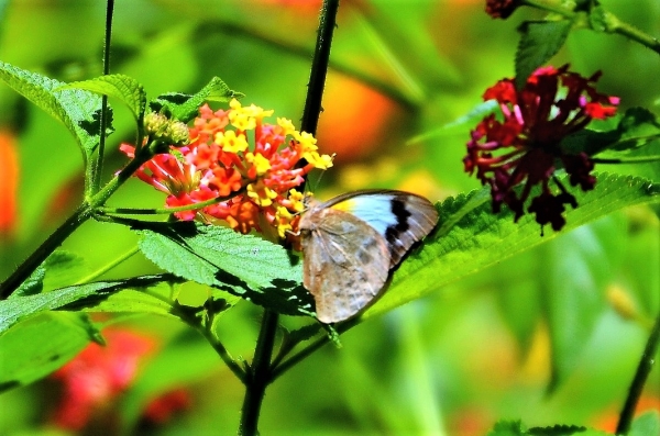 Zdjęcie z Nowej Kaledonii - Jeszcze jeden piekny motyl
