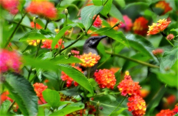 Zdjęcie z Nowej Kaledonii - A kuku! Spowrotem na Motylej Polance :)