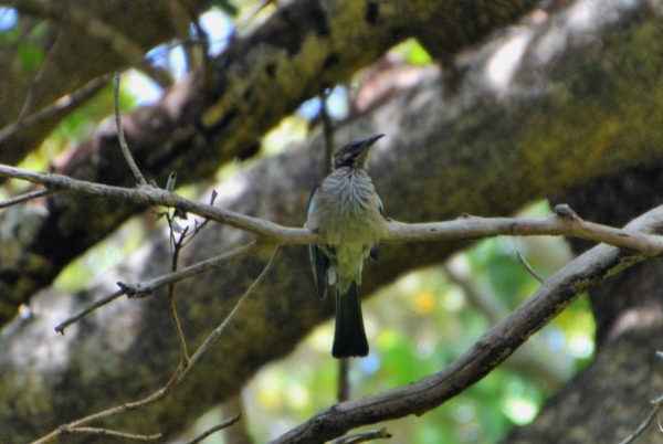 Zdjęcie z Nowej Kaledonii - Takie ptaszko obserwowalo moje motylowe polowanie :)