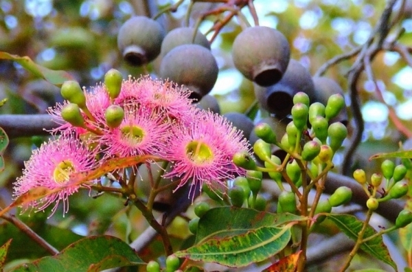 Zdjęcie z Australii - Kwitnie jedna z wielu odmian eukaliptusa