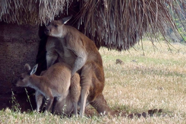 Zdjęcie z Australii - Bara bara. Co ciekawe-wyglada, ze kangurzyca ma malucha w torbie :)