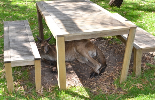 Zdjęcie z Australii - Ten kolega szukal cienia pod piknikowym stolem :)