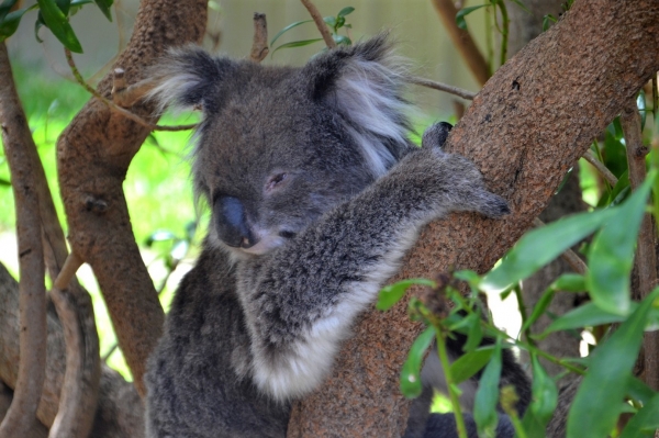 Zdjęcie z Australii - Biedny koala stracil w wypadku dwa paluchy :(