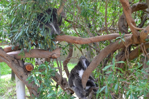 Zdjęcie z Australii - Jedna z kilku zagrodek z koalami