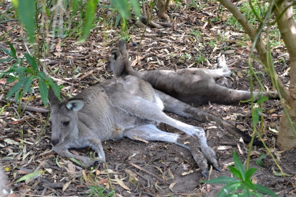 Zdjęcie z Australii - Kangurza sjesta