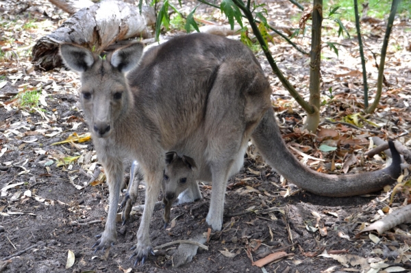 Zdjęcie z Australii - Kangurza mama z maluchem :)