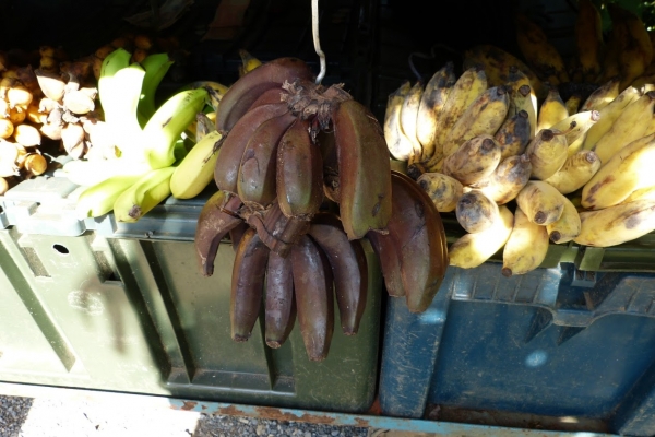 Zdjęcie z Kuby - słodkie jak trzcina cukrowa czarne banany