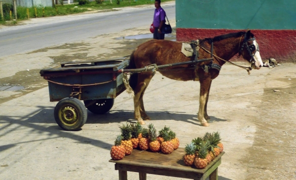 Zdjęcie z Kuby - sklepik z owocami :)