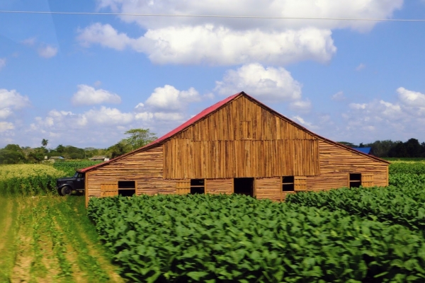 Zdjęcie z Kuby - na plantacjach stoją wielkie jak stodoły suszarnie liści tytoniu