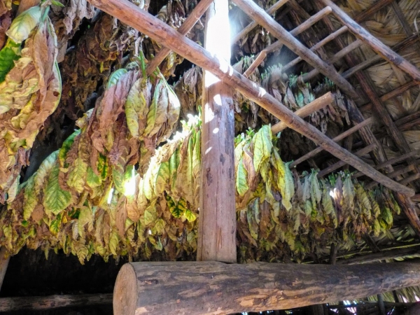 Zdjęcie z Kuby - te tytoniowe liście wiszą tu wszędzie