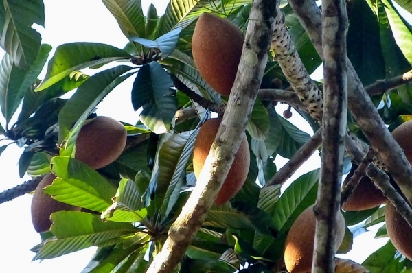 Zdjęcie z Kuby - jakieś owocki na drzewie kuszą....