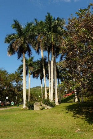 Zdjęcie z Kuby - roystonea regia - strzelista palma królewska porastająca masowo całą Kubę