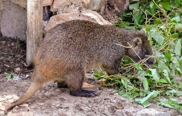 Zdjęcie z Kuby - hutja - śmieszny zwierzak ni to nutria ni szczurek, taki duży gryzoń