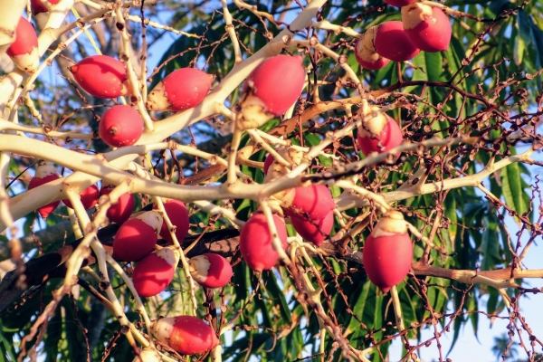 Zdjęcie z Kuby - owocki palmy królewskiej jak winogronka