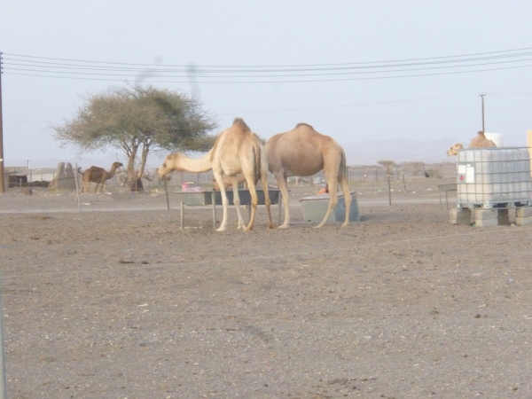 Zdjęcie z Omanu - Zagroda z wielbladami
