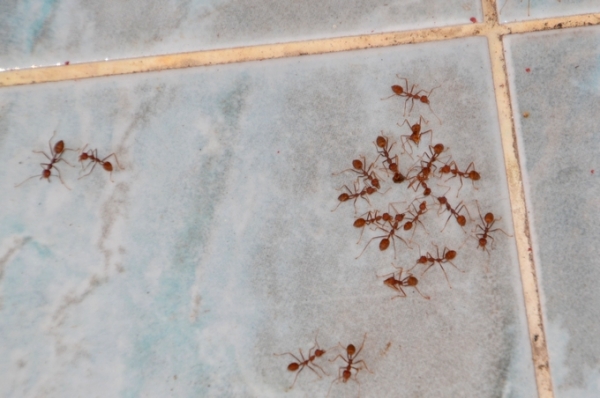 Zdjęcie z Tajlandii - Spore i kąśliwe mrowki