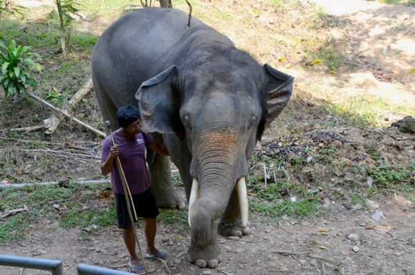 Zdjęcie z Tajlandii - Zapoznanie z naszym slonikiem - dwudziestoletnim Dodo