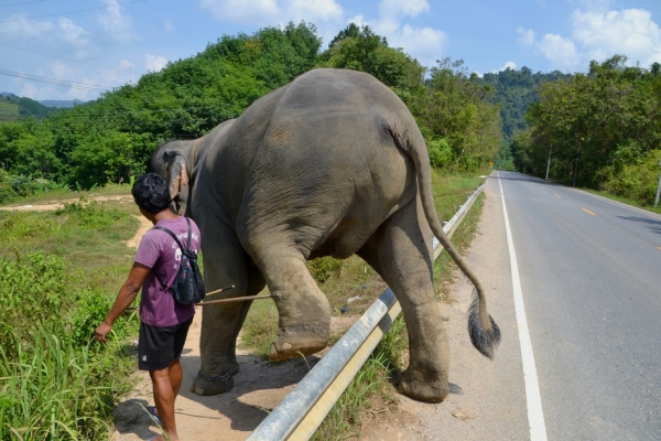 Zdjęcie z Tajlandii - Jak widac taka barierka to dla Dodo pikus :)