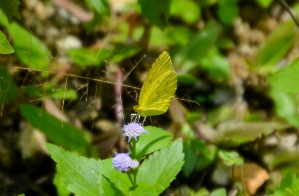 Zdjęcie z Tajlandii - Po drodze spotykam zoltego motylka