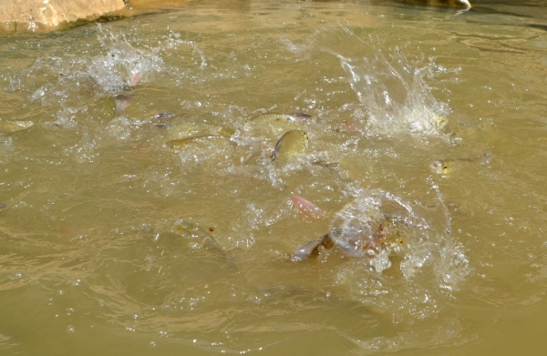 Zdjęcie z Tajlandii - Karmimy rybki