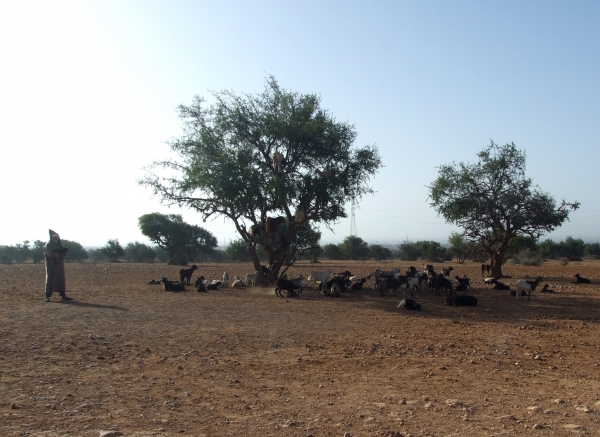 Zdjęcie z Maroka - marokańskie kozy