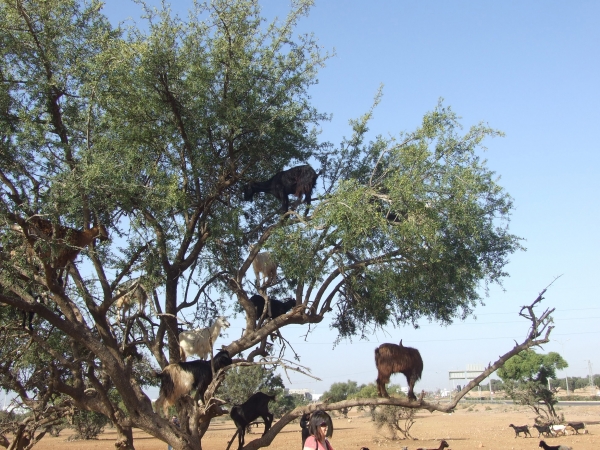 Zdjęcie z Maroka - kozy akrobatki